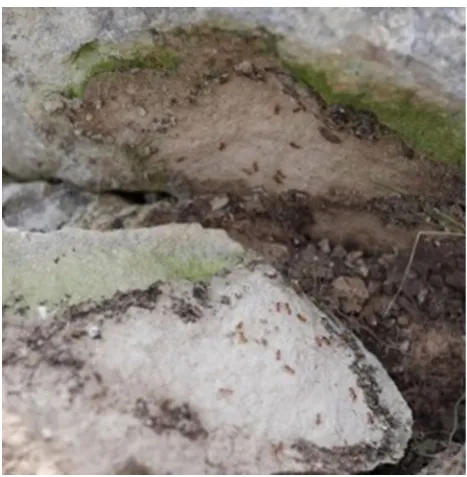 Fig. 1  Nest of the social wasp tion. The inside of the nest consists of connected repeated modular Polybia nigripennis, with cross-sec-structures