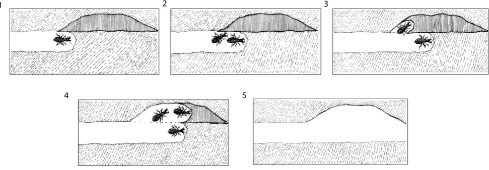 Fig. 3  Interaction of two building templates modulating the transition The effect of  Tbetween neighbouring structures