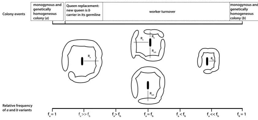 Fig. 5  Transition between building rules after genetic mutation in a monogynous colony