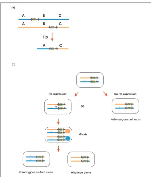 Figure 3FLP/transposition. the same chromosome are crossed. Subsequently, FLP creates the desired deletion