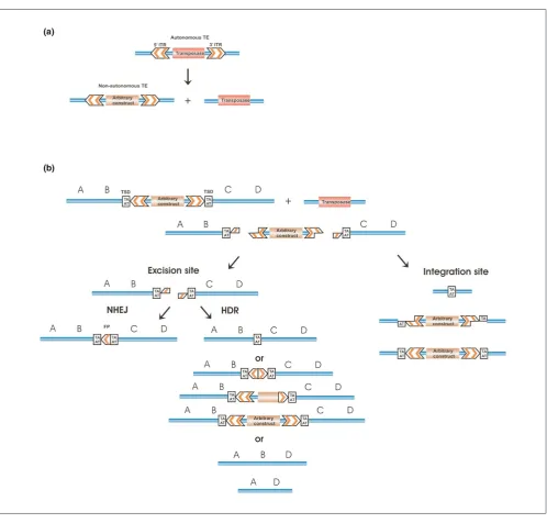 Figure 1‘Cut and paste’ DNA transposition. (a) Scheme of a class II ‘cut and paste’ transposable element (TE) and that of a binary transposition system createdby dissecting the transposase source from the transposon
