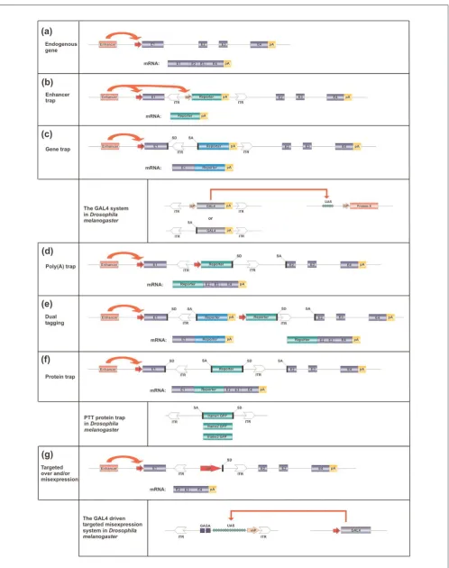 Figure 2 (for legend see following page)