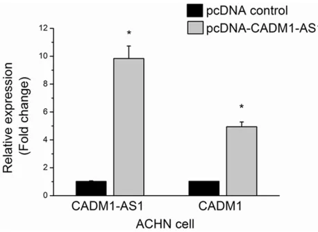 Figure 5. ACHN cells were transfected by pcDNA-CADM1-AS1.