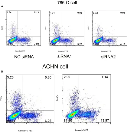 Figure 8. Apoptosis detection by flow cytometry of 786-O cells and ACHN cells. A. Apoptosis detection of 786-O cells after knockdown CADM1-AS1 by siRNA