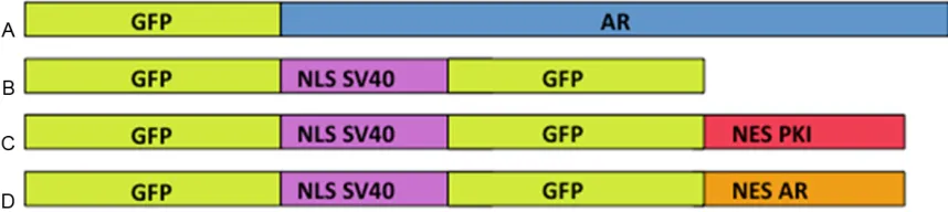Figure 2. Yeast can mediate ligand dependent AR nuclear localization. Wild-type yeast strain (BY4741) was trans-formed with GFP-AR and grown in the absence (-DHT) or the presence (+DHT) of ligand