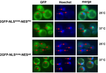 Figure 5. Crm-1 mutant does not affect cytoplasmic localization of 2GFP-NLSSV40-NESAR