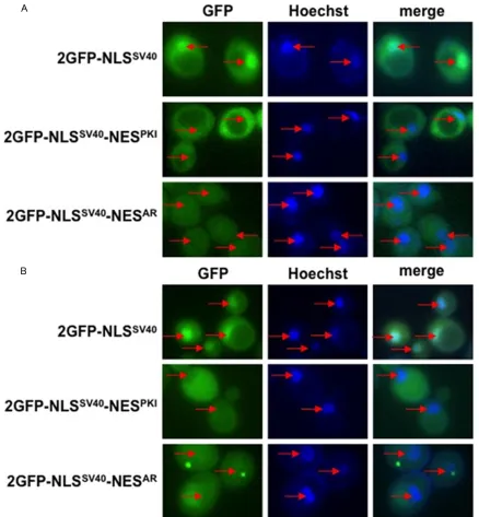 Figure 6. Other export karyopherins do not affect NESAR localization. Yeast msn5Δ and los1Δ deletion mutants were transformed with the indicated constructs