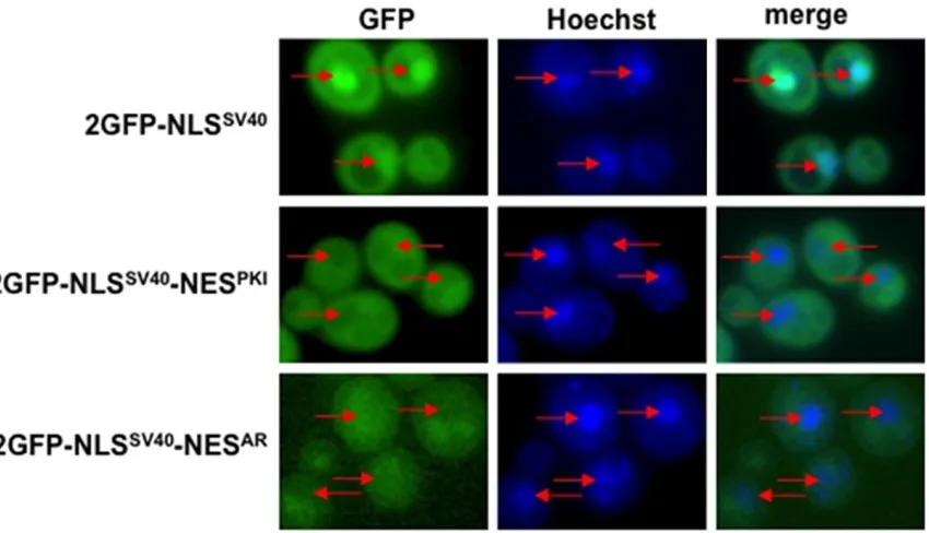 Figure 7. Import karyopherins do not affect NESAR localization. Yeast import karyopherin mutants were transformed with the indicated constructs