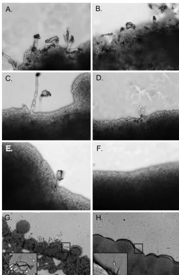 FIG. 9. Compatible isogenic mating crosses on V8 slides. Equal amounts of compatible mating partners �for 4 days