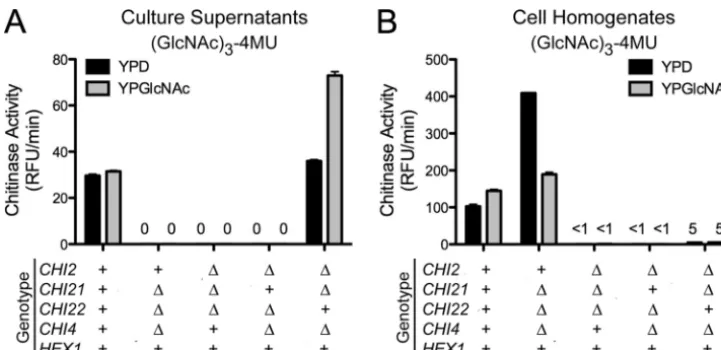 FIG. 7. Analysis of KN99�strains for in vitro growth morphology and chitin and chitosan local-ization