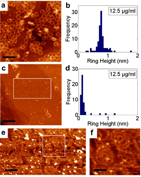 Figure  5.  c-P30  deposited  on  Au(111)  from  solution (concentration  12.5  μg/ml):  (a)  stacked  nanorings  deposited from a toluene:methanol 3:5 mixture; (b) histogram of heights showing  triple  stacked  nanorings;  (c)  single-height  nanorings de