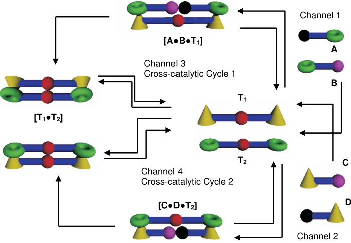 Figure 1.28  Schematic model of reciprocal replication consisting of two cross-catalytic channels