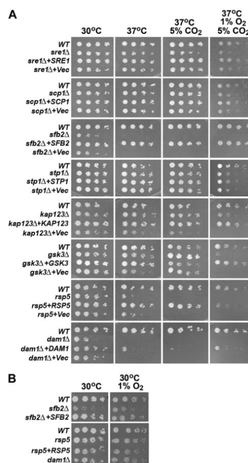 FIG. 1. Sre1 pathway mutants exhibit a low-oxygen-sensitive phe-notype. (A) Threefold serial dilutions of the indicated strains (starting