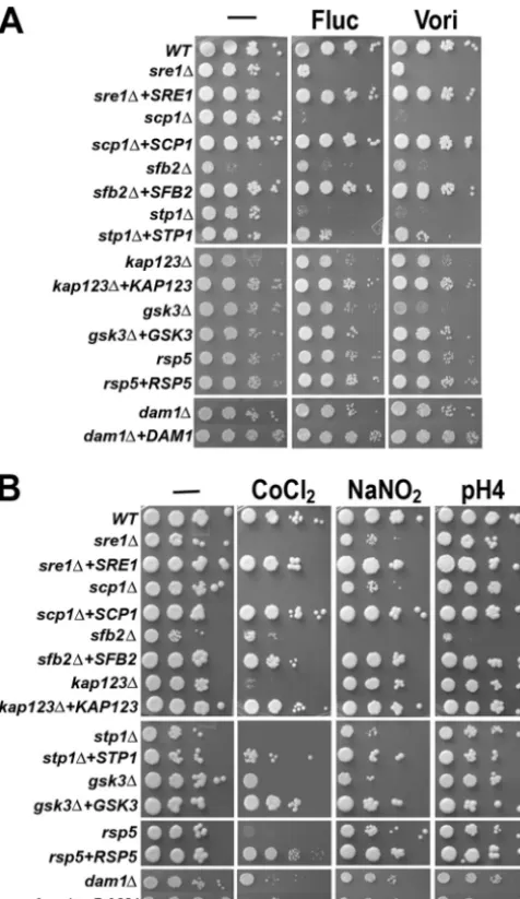 FIG. 4. Sre1 pathway mutants are sensitive to different chemicalagents. Tenfold serial dilutions of the indicated strains were spotted on