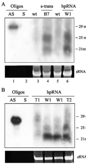 TABLE 2. Gene silencing by hpRNA-expressing constructsin dcl-1� mutantsa