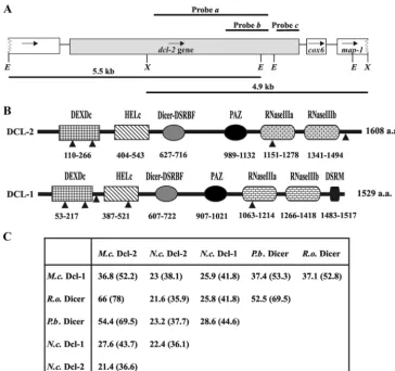 FIG. 3. Isolation of the dcl-2library are shown above the scheme. Probe gene. (A) Schematic representation of the dcl-2 genomic region