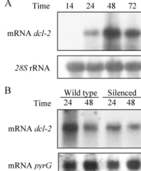 FIG. 4. Expression of the dcl-2silenced transformant harboring plasmid pMAT1253 (total RNA (20different times (hours) in liquid minimal medium under continuousillumination