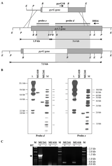 FIG. 5. Disruption of the dcl-2integration events are shown (pyrG10 and DB16). (B) Southern blot analysis of theand the expected sizes of the PstI restriction fragments are indicated.primers corresponding toAs a positive control,DNA (1with the disruption f