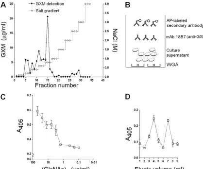 FIG. 2. Morphological and antibody-reacting features of cryptococcal capsules in yeast cells grown in the presence of (GlcNAc)counterstaining was used to analyze capsule morphology under control conditions (A) or after growth in the presence of the chitool