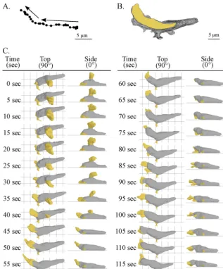FIG. 2. Motion analysis and 3D reconstruction of a representative cell undergoing a soft turn (�(centers of mass) in 2D over 115 seconds