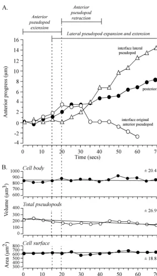 FIG. 6. Anterior progress of the interface of a new lateral pseudopod and progress of the posterior tip of a cell undergoing a sharp turn (�are coordinated