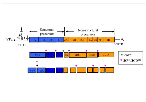 Figure 2. Schematic diagram of the poliovirus genome and proteolytic processing of its 