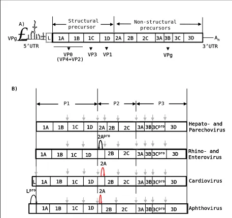 Figure 4. Picornavirus genome and proteolytic processing. A) General representation of 