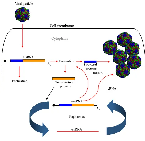 Figure 5. Picornavirus replication cycle. The entire replication takes place in the cytoplasm