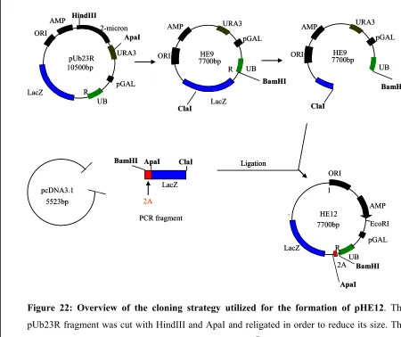 Figure 22: Overview of the cloning strategy utilized for the formation of pHE12. The 