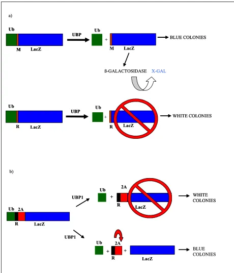 Figure 24: Scheme of the bacterial screen system. a) Two control plasmids: pUb23M co-