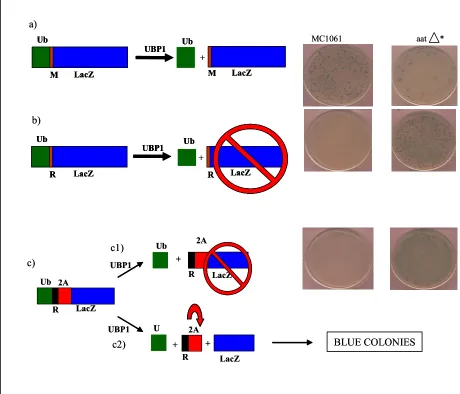 Figure 25. Testing the bacterial screen system a) pUb23M co-transformed with pJT184 produces 