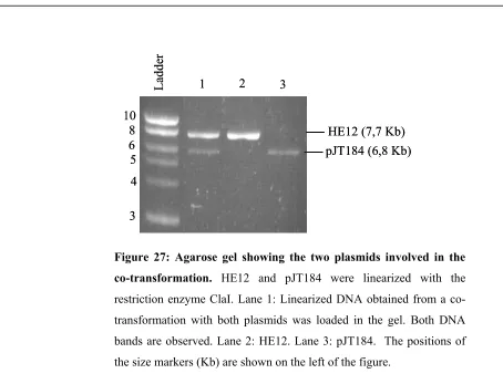 Figure 27: Agarose gel showing the two plasmids involved in the 