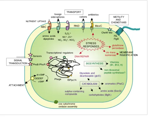 Figure 4Integrated scheme showing relevant bacterial functions induced in the rhizosphere-Pseudomonas interaction