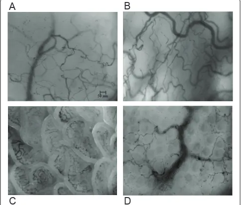 Figure 4 Digital microphotographs of microcirculation at 3 hours in sepsis group. (A) Sublingual mucosa; (B) ocular conjunctiva; (C)jejunal mucosa; (D) rectal mucosa.