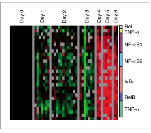 Figure 3Tumor necrosis factor-α/nuclear factor-κB responseακ