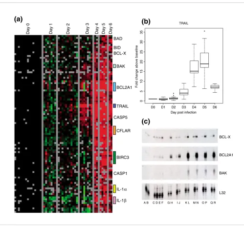 Figure 4Apoptosis-related genes