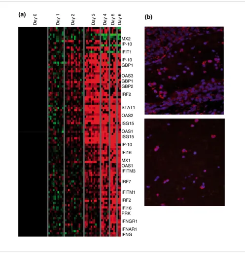 Figure 5Interferon-responsive genes