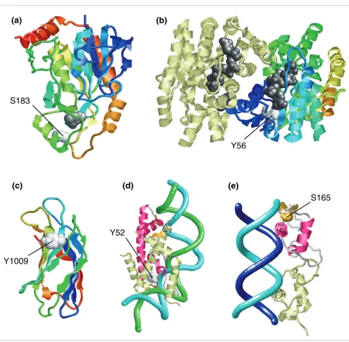 Figure 8Phosphorylatable buried residues at or close to functional sitesPhosphorylatable buried residues at or close to functional sites