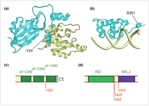 Figure 4Phosphosites at unstructured termini
