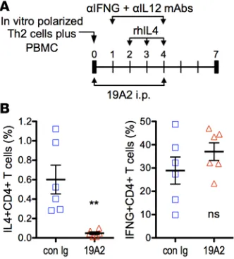 Figure 7. Therapeutic treatment with anti-hCRTh2 Ab 19A2 specifically depletes IL4-producing Th2 CD4centage of human IL4- or IFNG-producing human CD4tal design for the human Th2-PBMC-SCID mouse model