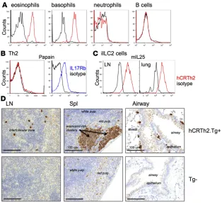 Figure 4. Human CRTh2.BAC.Tg mice express hCRTh2 on innate immune cells similarly to and basophils (CD123human cells