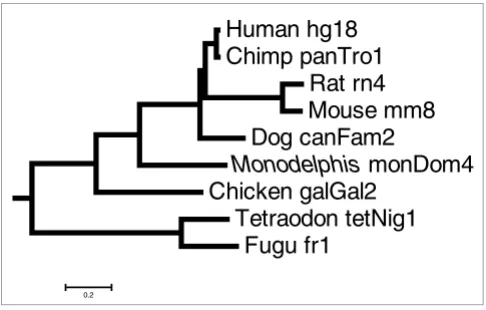 Figure 1Phylogenetic tree of the species examined in this study