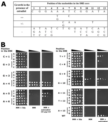 FIG. 4. Nucleotide replacements in the CDR2growth conferred in MM supplemented with estradiol (10control carrying wild-type DRE (DSY2673);system is nonfunctional, meaning that the strain containing it is unable to grow in the presence of estradiol or shows