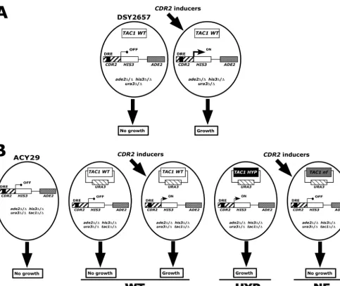 FIG. 1. Schematic view of the promoter-reporter system. (A) Testing of cissystem is based on a reporter construct consisting of theTAC1sincehyperactiveThe reporter strain is unable to grow in the absence of histidine unless theestradiol