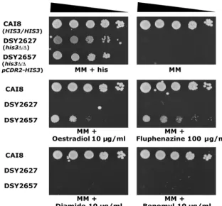 FIG. 2. Functionality of the P(CDR2)-HIS3 reporter system. Serial dilutions of overnight cultures were plated onto MM supplemented withhistidine or containing different drugs as indicated