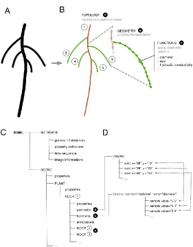 Figure 2: visual representation of the RSML structure. A. Original image B. Graphical 