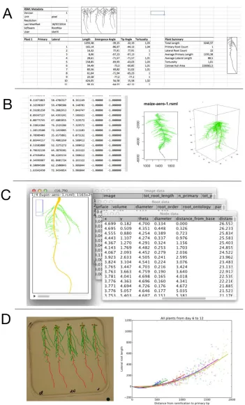 Figure 3: Visual output of different RSML analysis package. A. Excel plugin. B. R package