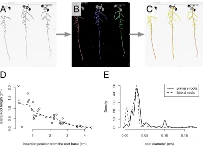 Figure 5: Example workflow enabled by the RSML format. A. Original image of Arabidopsis line representing the moving average across the dataset