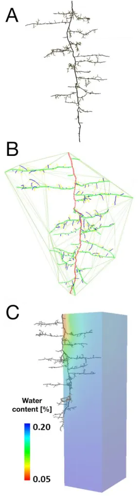 Figure 6: Using the RSML format to share data between modeling tools. A. Root system of Anagallis femina, RootBox was opened in PlantGL (Pradal et al., 2009) to compute the convex hull of the root system (yellow lines)
