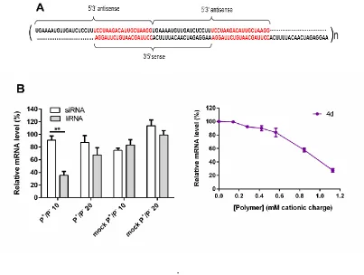 Figure 6: A) Structure of liRNA targeting Survivin. Please note that the last 19 nucleotides of the 
